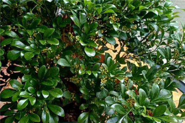 Fortune Tree