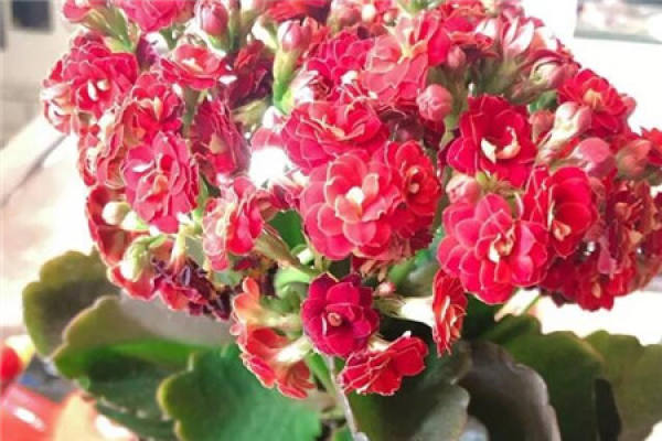 longevity flower