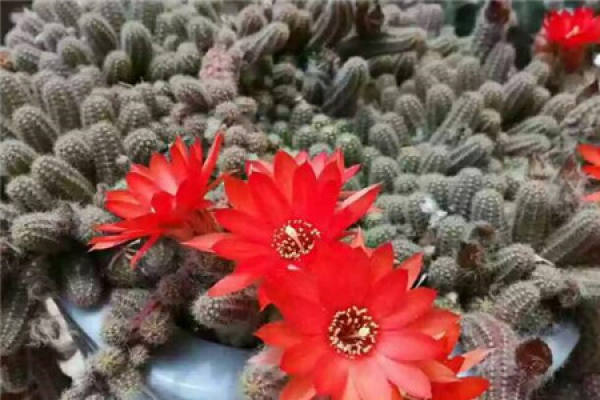 White sandalwood White sandalwood