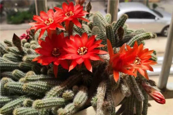 White sandalwood White sandalwood