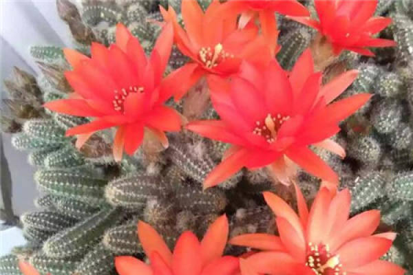 White sandalwood White sandalwood