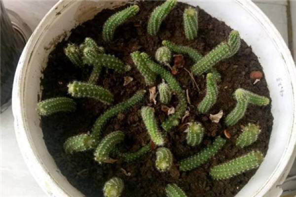 White sandalwood White sandalwood