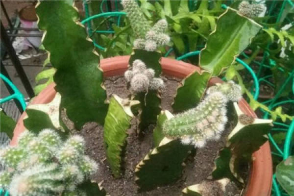 white sandalwood white sandalwood