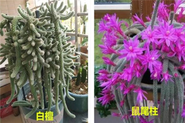 White sandalwood White sandalwood