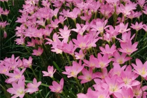 Calystegia chinensis
