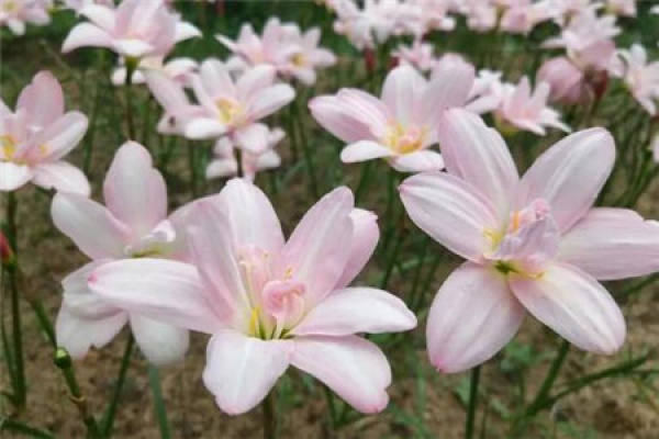 Calystegia chinensis