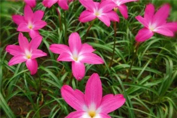 Calystegia chinensis
