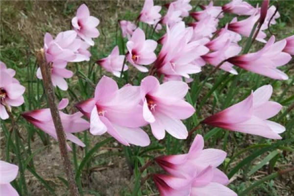 Calystegia chinensis
