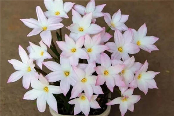 Calystegia chinensis