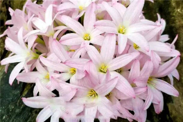 Calystegia chinensis