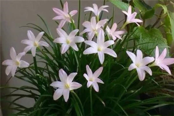 Calystegia chinensis