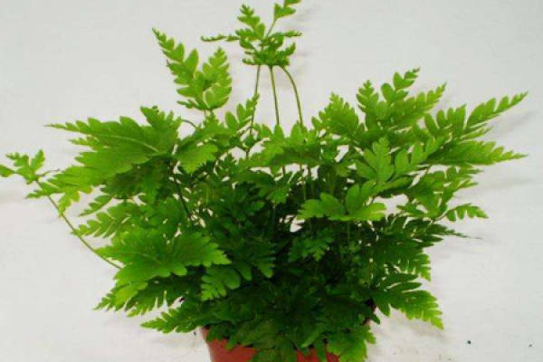 fern potted