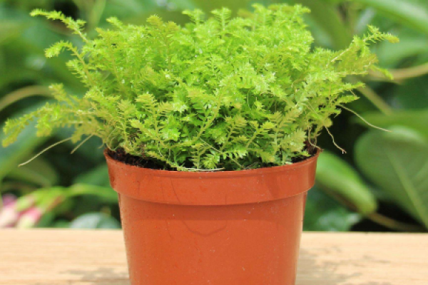 fern potted