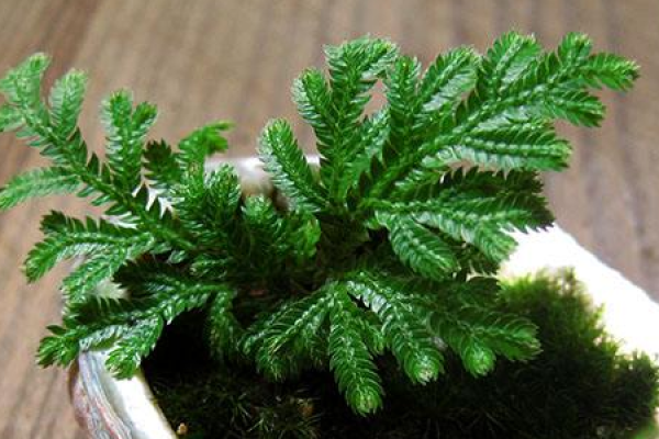 Potted fern