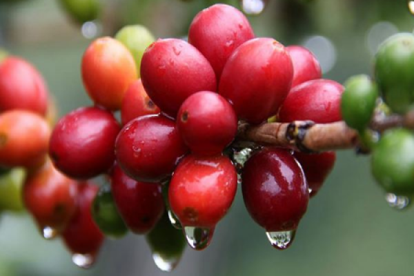 Coffee Tree