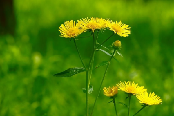 June Chrysanthemum