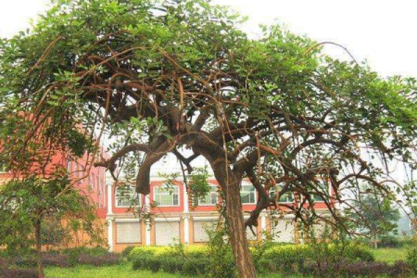 Sophora japonica
