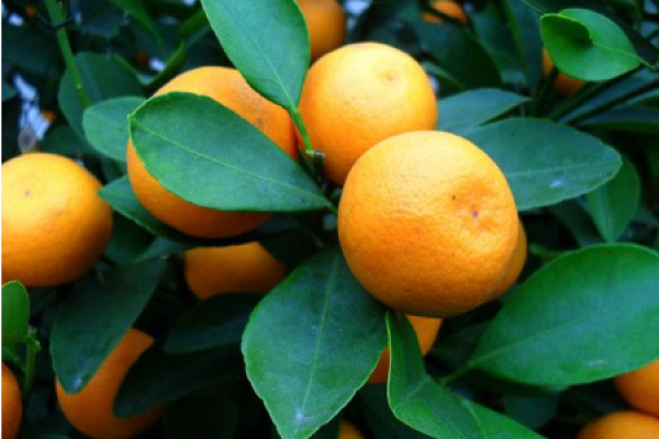 Tangerine