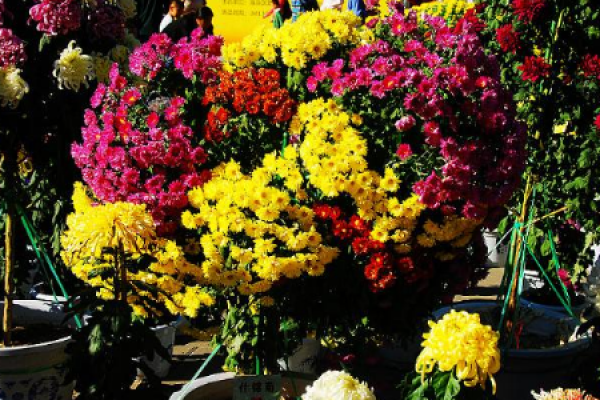 chrysanthemum