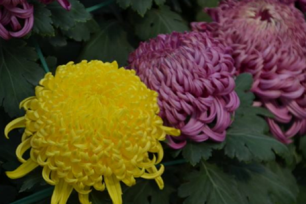 Assorted Chrysanthemum