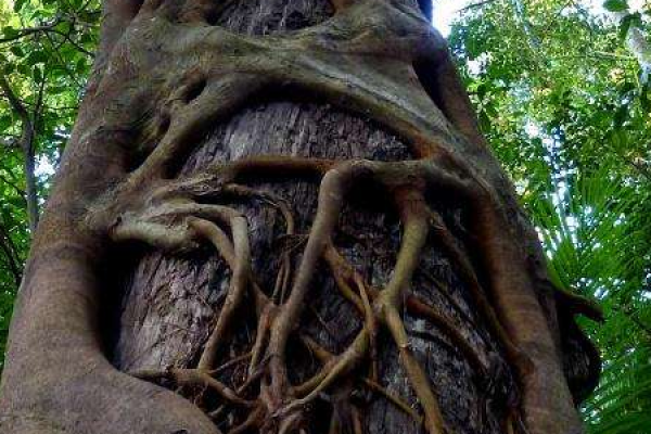 Tree Strangler