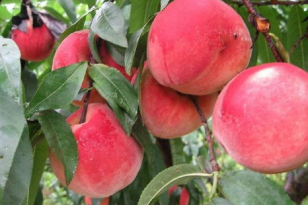 Honey Peach