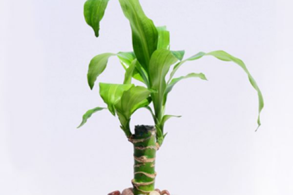 Hydroponic brazilwood