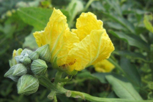 towel gourd flower