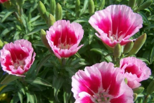 send spring flowers