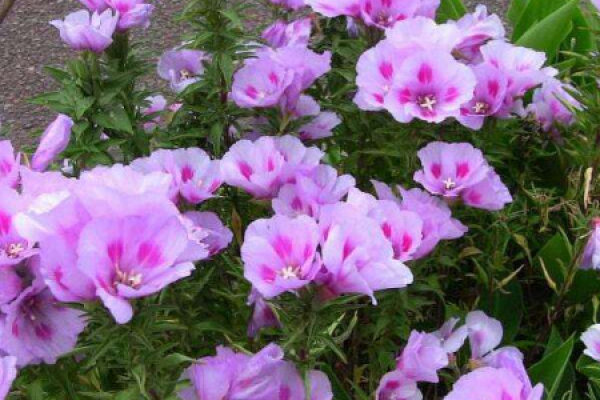send spring flowers