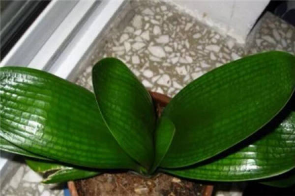 Clivia miniata