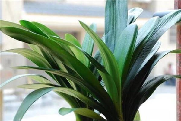 Clivia miniata