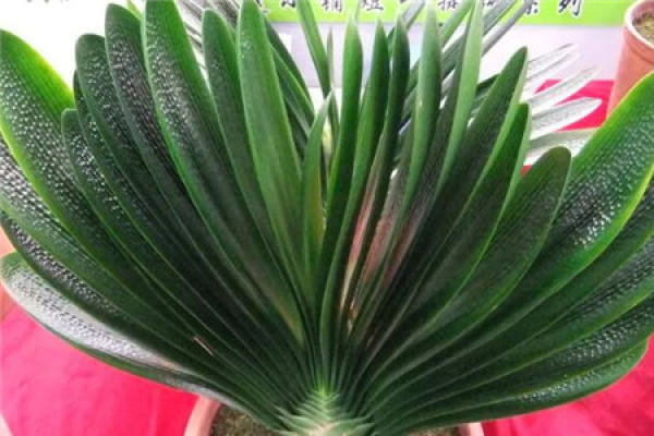 Clivia miniata