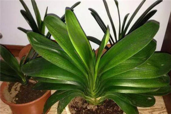 Clivia miniata