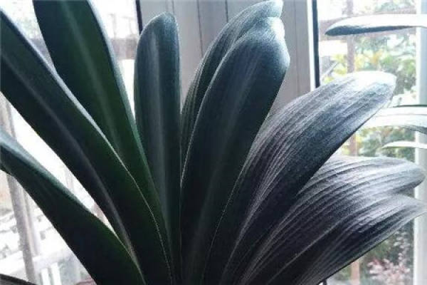 Clivia miniata