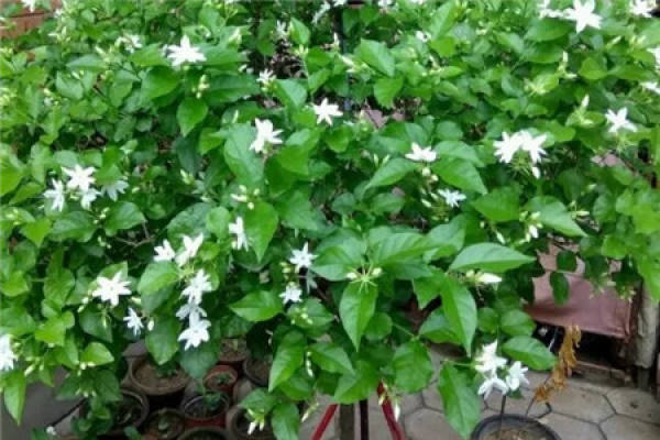 Jasmine
