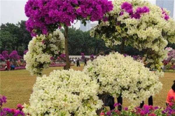 Jasmine