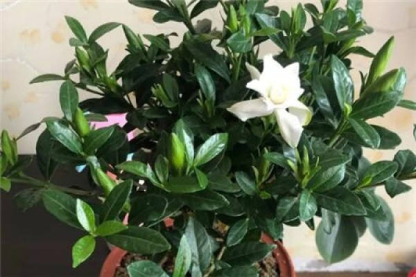 Jasmine