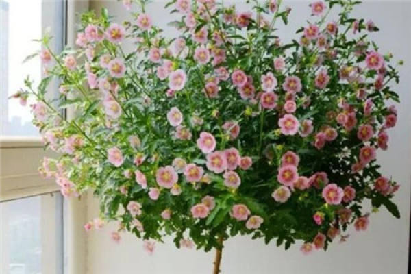 Jasmine