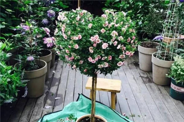 Jasmine
