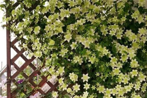 Jasmine