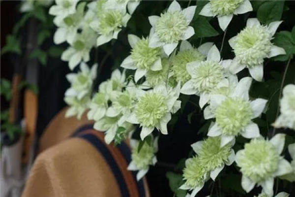 Jasmine