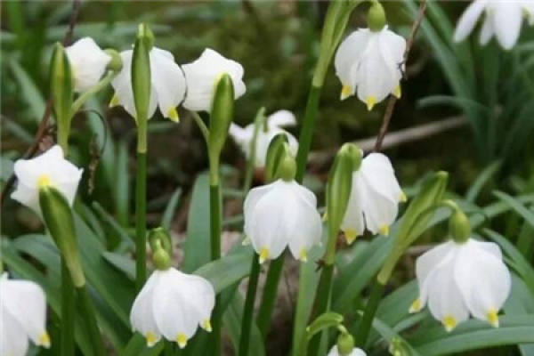 Xueqian lotus