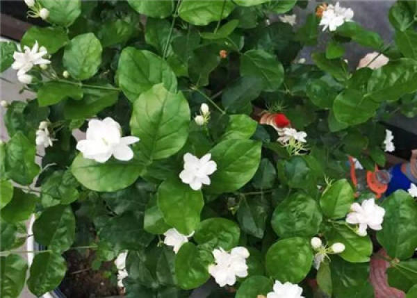 flower