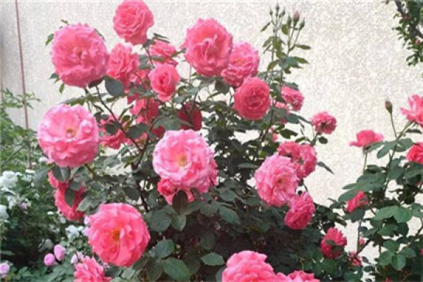 Chinese rose