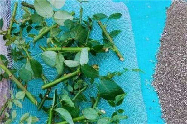 Chinese rose