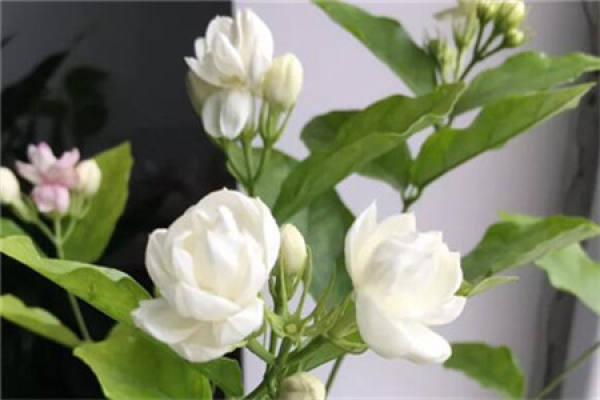 Chinese rose