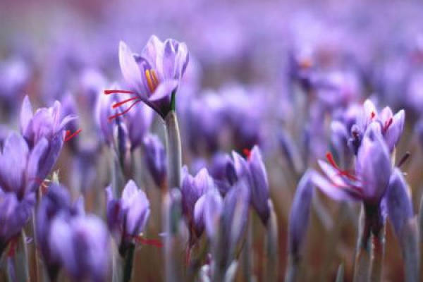 Crocus sativus