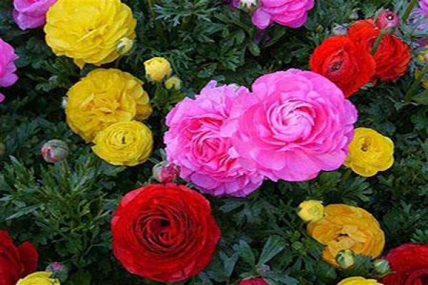 Ranunculus japonicus