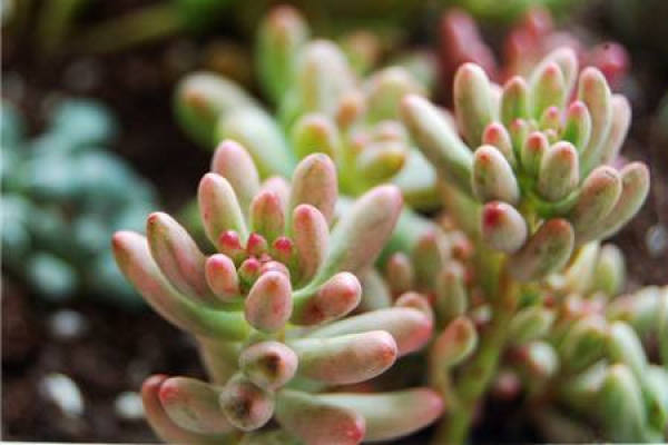 Crassulaceae fleshy Crassulaceae fleshy